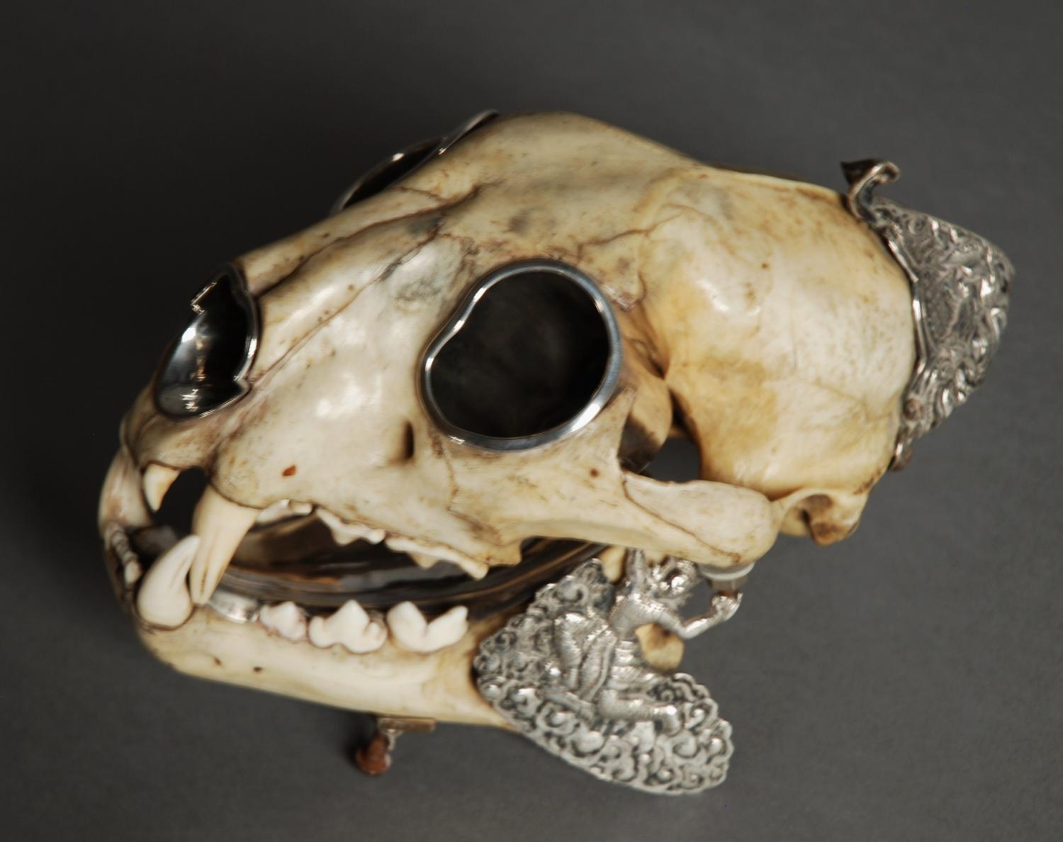 Late 19thc Colonial panther skull 