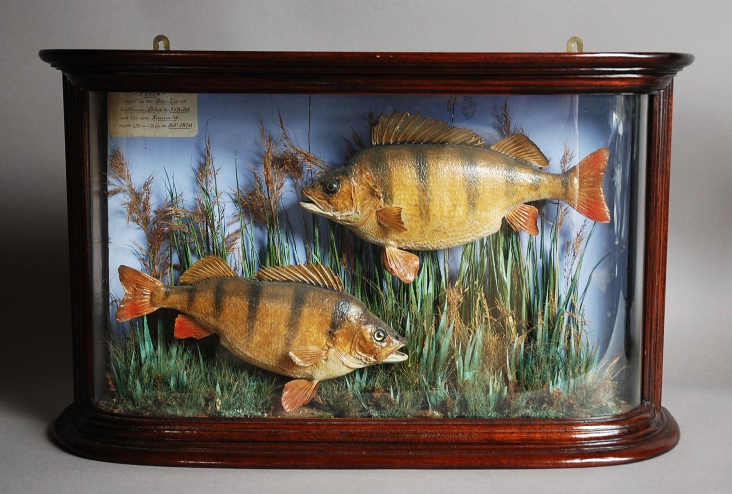 Mid/Late 19th century taxidermy pair of perch