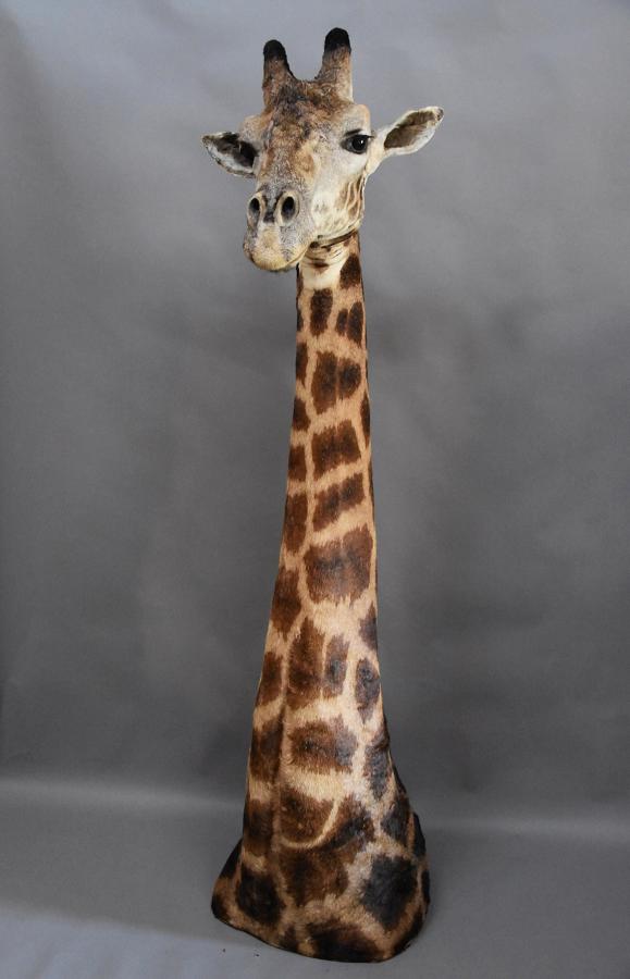 Rare & superb freestanding taxidermy giraffe